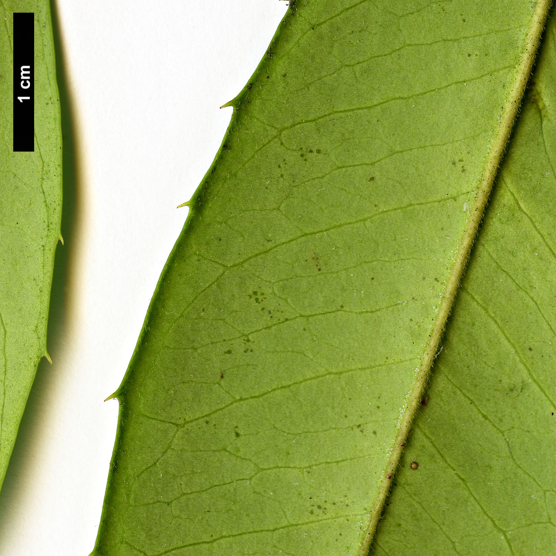 High resolution image: Family: Aquifoliaceae - Genus: Ilex - Taxon: cassine - SpeciesSub: × I.cumulicola '580 Lady'